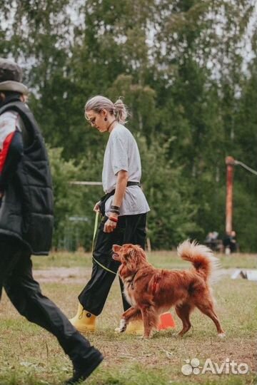 Профессиональные кинологи в Спб