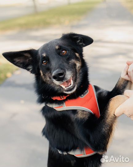Малыш в добрые руки