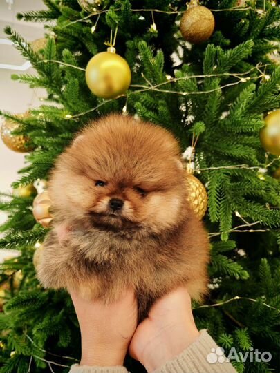 Померанский шпиц люксовый медведь