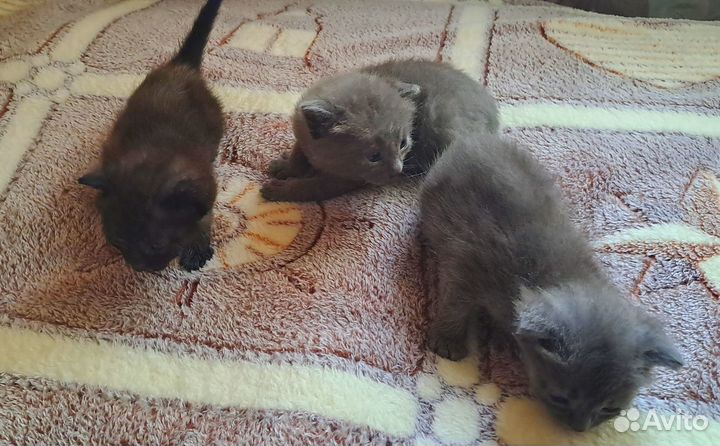 Котята (2 шт) в добрые руки