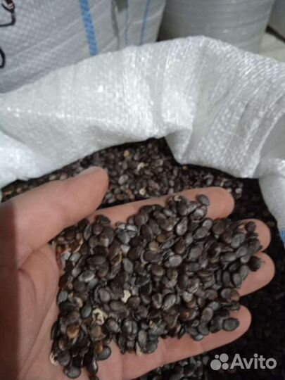 Семена арбуза