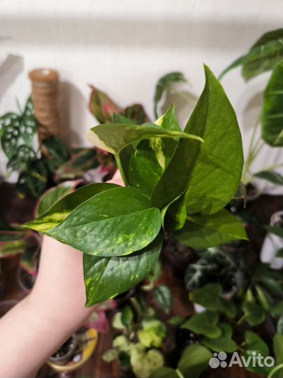 Эпипремнум