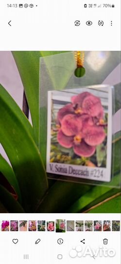 Орхидея ванда