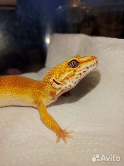 Эублефар малыши и взрослые самки