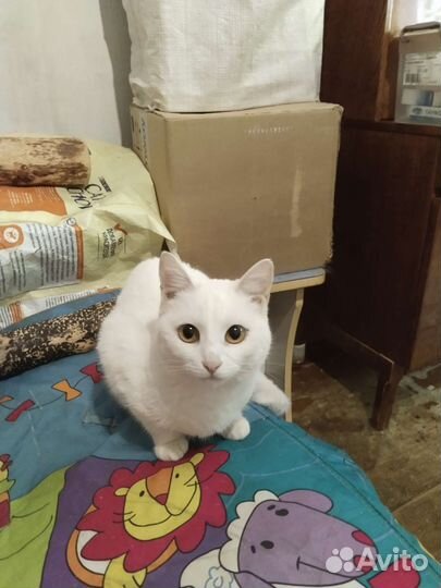 Кошка в добрые руки