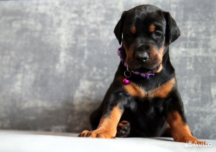 Щенки добермана