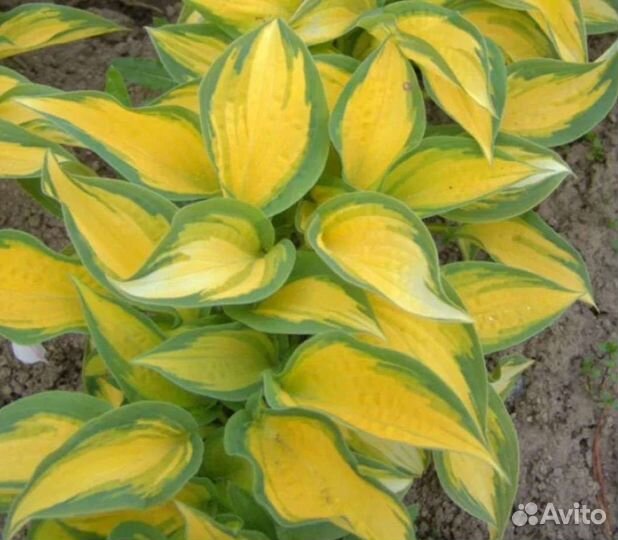 Хоста растение