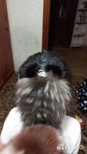 Шапка ушанка норковая женская