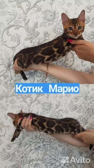 Бенгальский котёнок