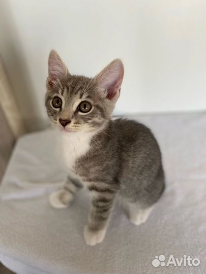 Котята малыши ищут дом