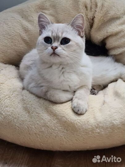 Британская кошка в дар. Резерв