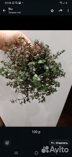 Комнатные цветы