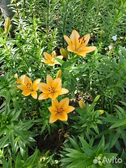 Лилии луковицы