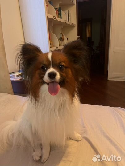 Пaпийон вязка