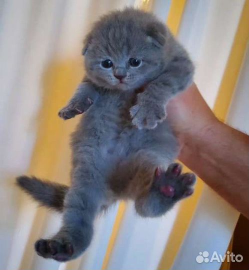 Шотландские вислоухие котята