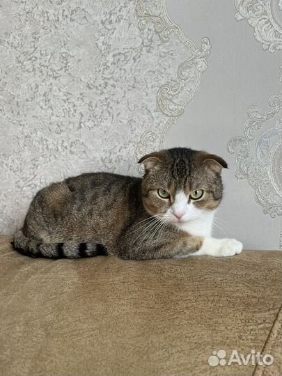 Шотландская вислоухая (кот)