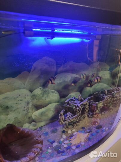 Аквариум с рыбками