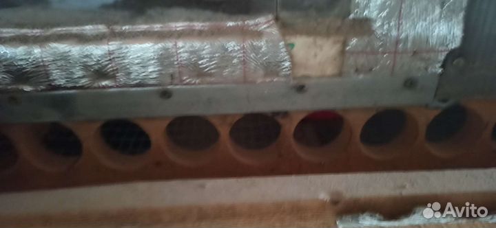 Брудер для цыплят