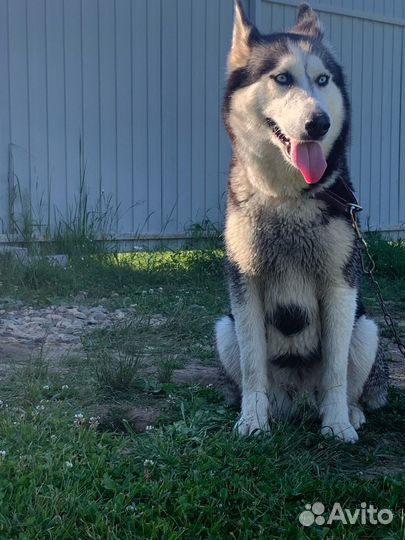 Сибирские хаски ищут дом
