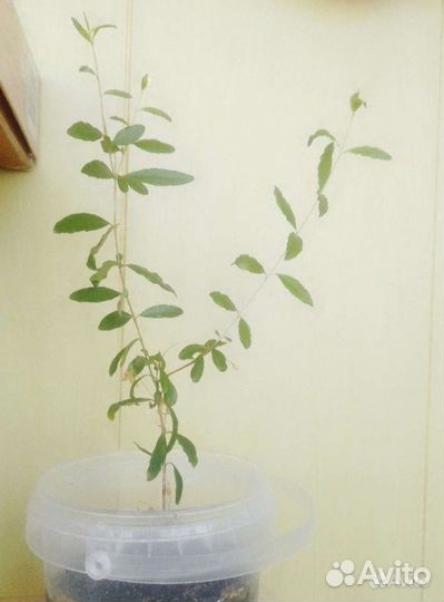 Гранат комнатный