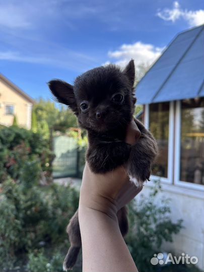 Чихуахуа mini мальчик