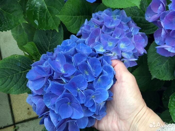 Гортензия крупнолистная