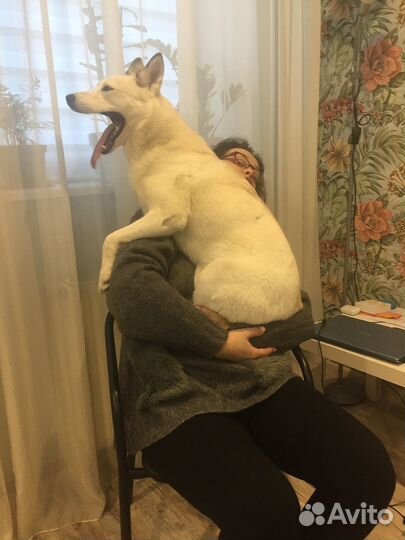 Хаски бесплатно