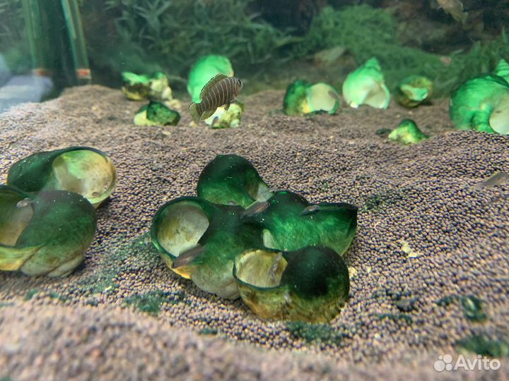 Лампрологус симилис