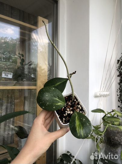 Хойя (домашние)