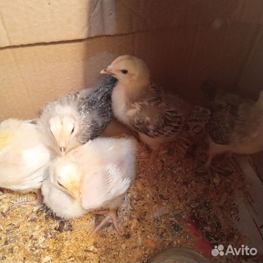 Цыплята 1,5 недели