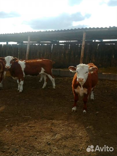 Бычки Телки Герефорд