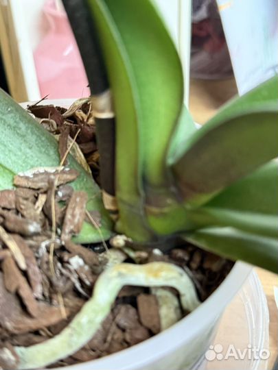 Орхидея фаленопсис Jillion