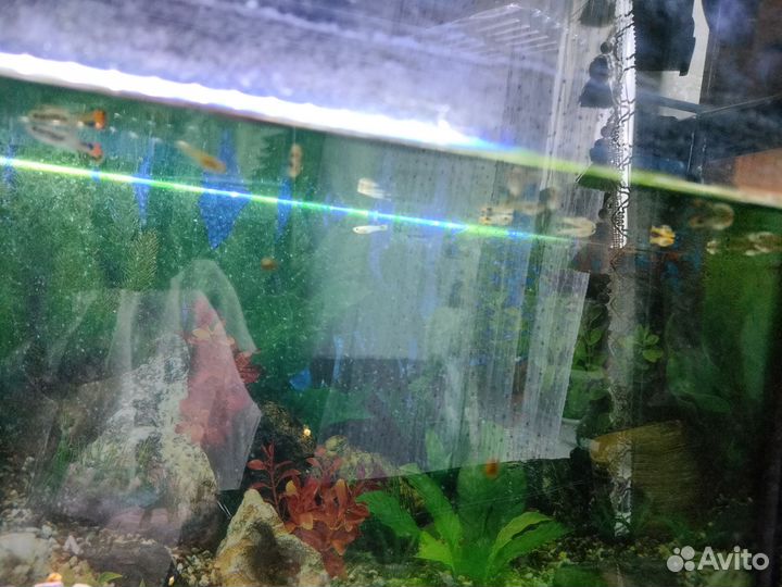 Рыбки гуппи