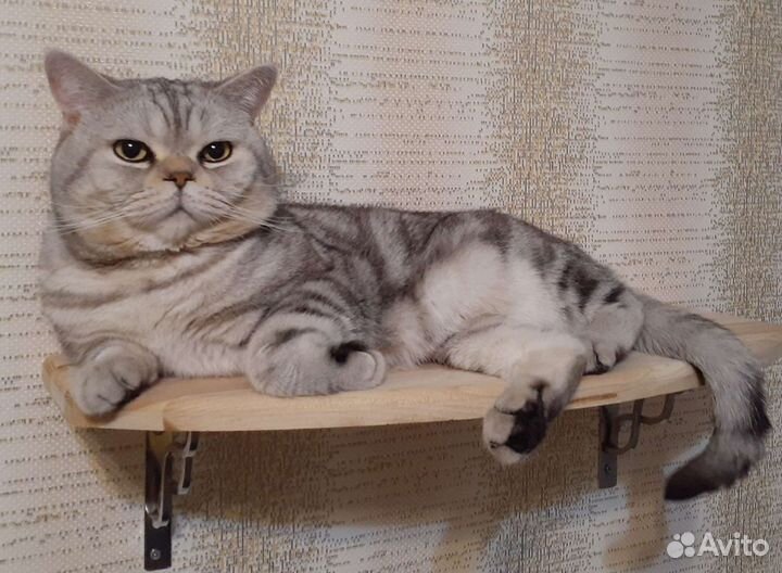 Вязка, британец