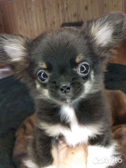 Чихуахуа.Мальчик mini