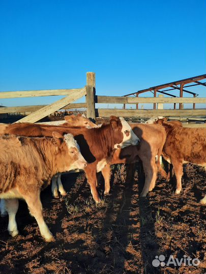 Бычки и телята