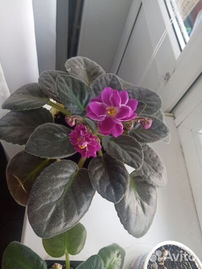 Фиалки детки