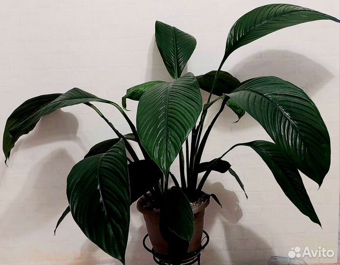 Спатифиллум Сенсация и Шопен