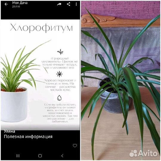 Комнатные растения разные