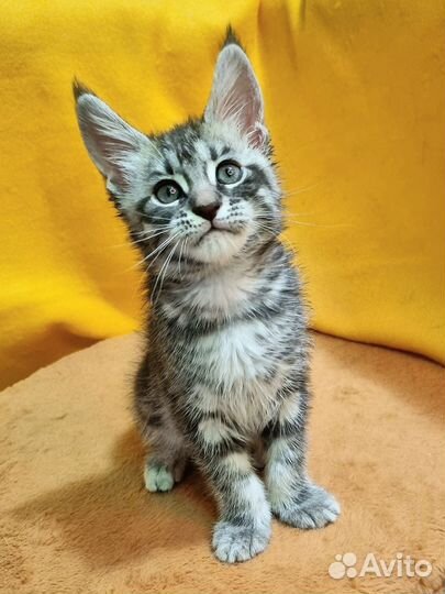 Котята чаузи