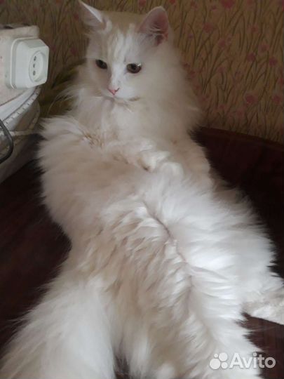 Котенок бесплатно