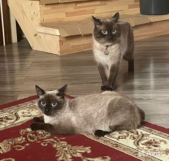 Сиамские котята