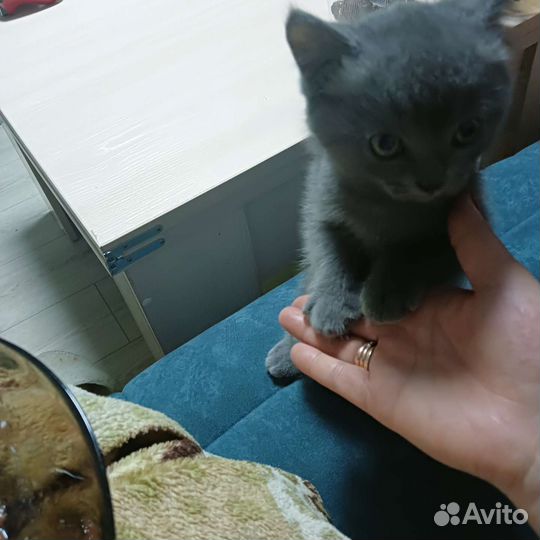 Британские котята