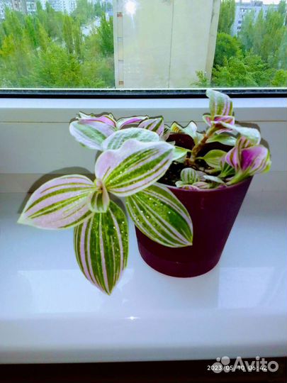 Традесканция