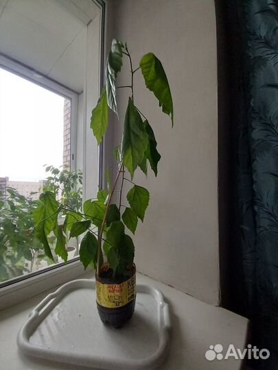 Гибискус (Китайская Роза)