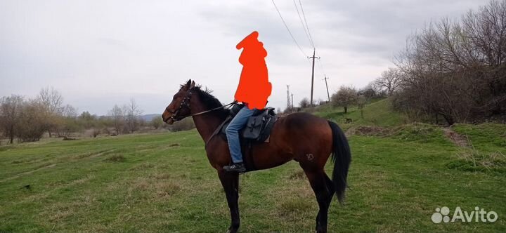 Кабардинские жеребец