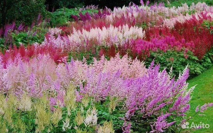 Астильба клубни оптом. Голландия