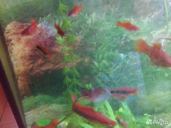 Рыба меченосцы