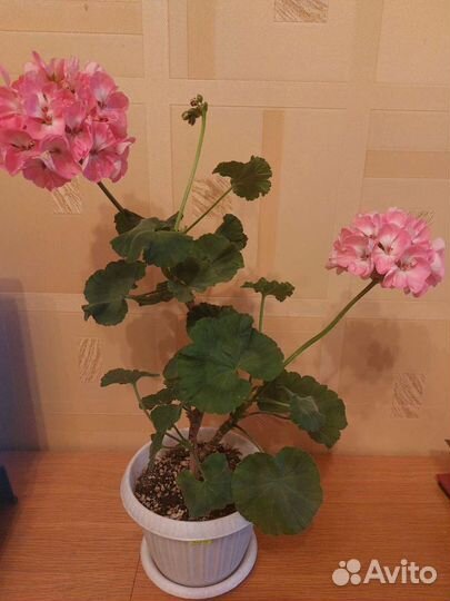 Герани сортовые