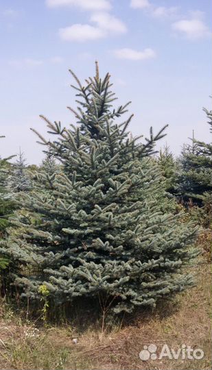 Ель голубая Глаука